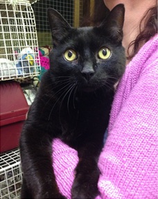 black cat Cats Protection Hendon Finchley animal charity.jpg black cat Cats Protection Hendon Finchley animal charity.jpg